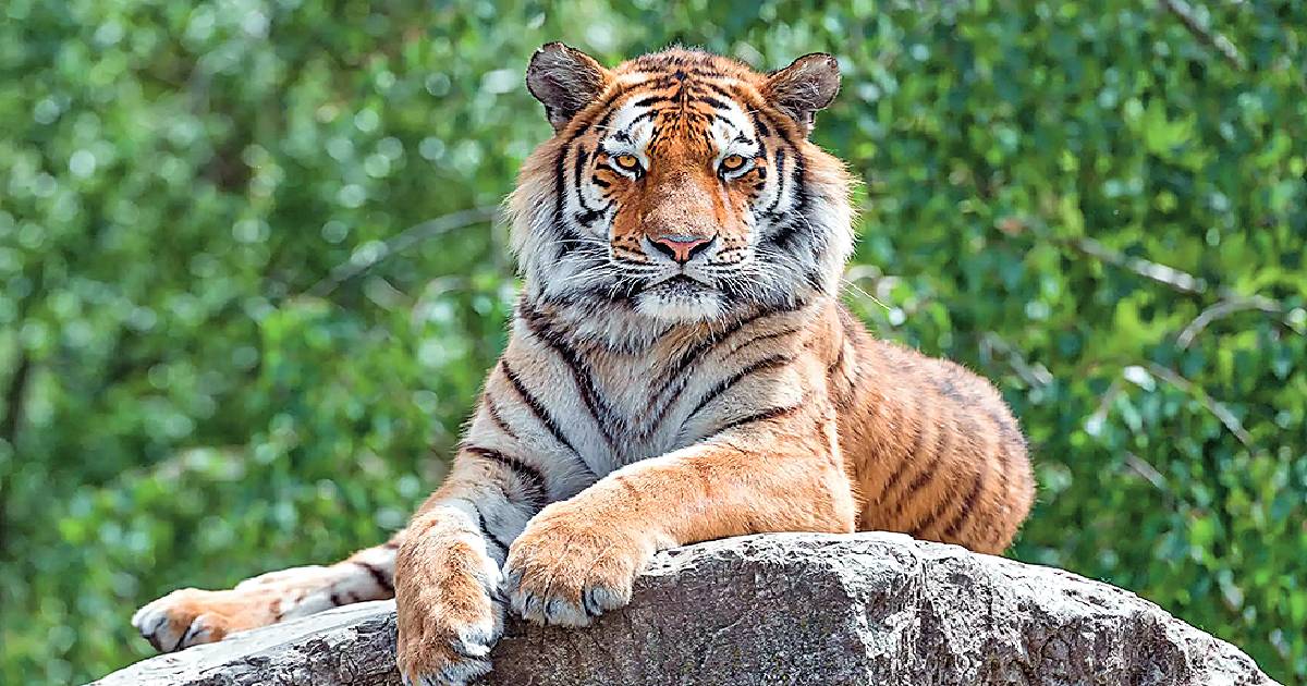 Forest dept under scanner after tigers go missing in Ranthambore
